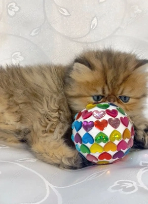 pisica persana chinchilla, cu pedigree - imagine 5