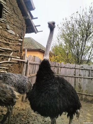 vind sau schimb struti 