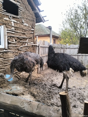 vind struți  - imagine 3