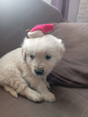 Golden retrevier de vinzare - imagine 2