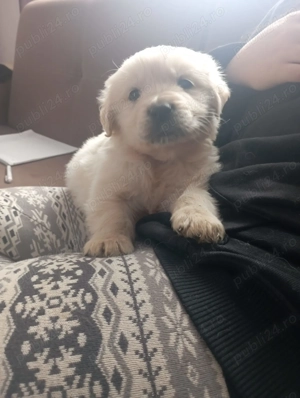 Golden retrevier de vinzare - imagine 3