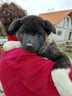 Pui Akita American  - imagine 2