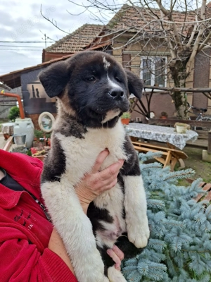 Pui Akita American  - imagine 3