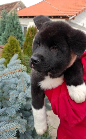 Pui Akita American 