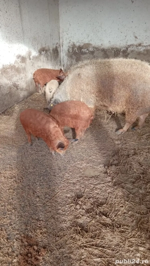 Pureci Mangalița ! - imagine 2