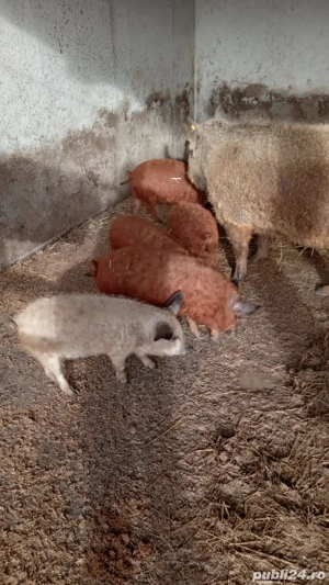 Pureci Mangalița ! - imagine 3