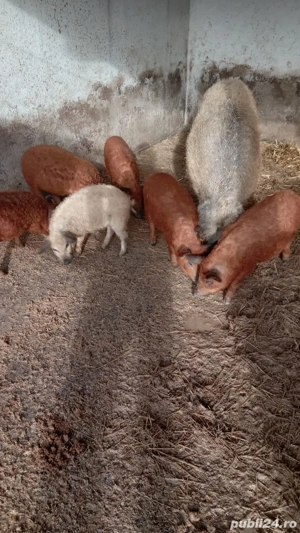 Pureci Mangalița ! - imagine 4