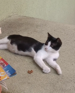 Miaunica sterilizata cauta stapan iubitor