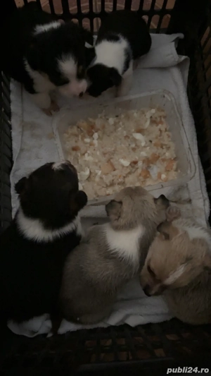 Donez căței - imagine 2