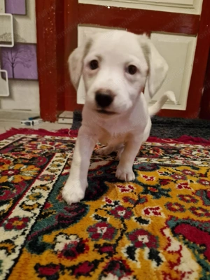 Donez bishon pui  - imagine 2