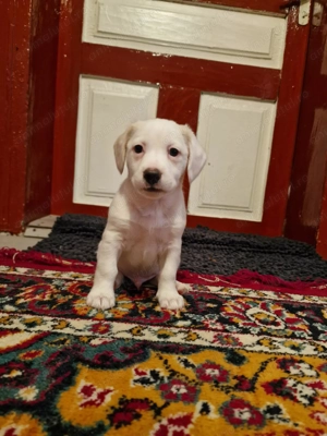 Donez bishon pui  - imagine 4