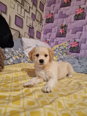 Donez bishon pui  - imagine 5