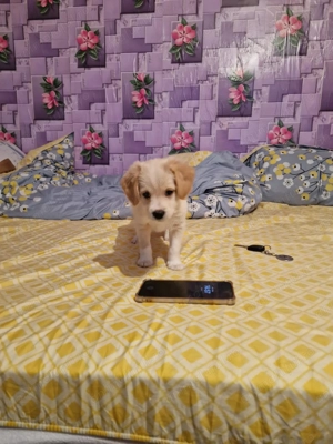 Donez bishon pui  - imagine 6