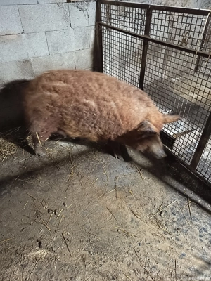 vand purcea  - imagine 2