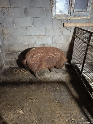 vand purcea  - imagine 5