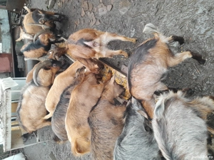 capre de vânzare  - imagine 4