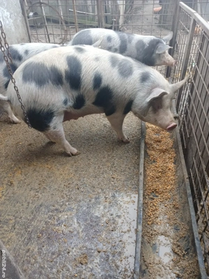 Porci 100-130 kg - imagine 3