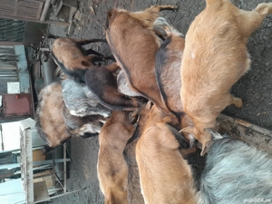 capre de vânzare  - imagine 5