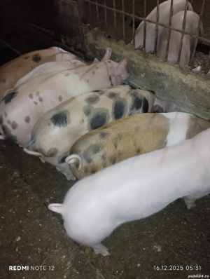 Vand purcei - imagine 2