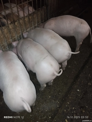 Vand purcei - imagine 3