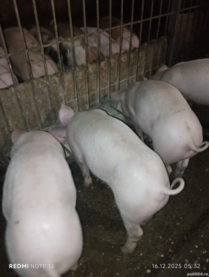 Vand purcei - imagine 4