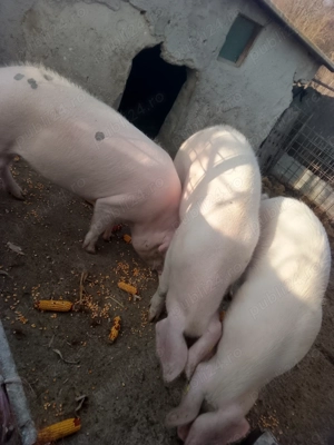 Vând porci crescut cu cereale fara concentrate.