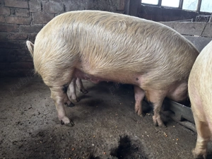 Porci pentru sacrificat - imagine 4