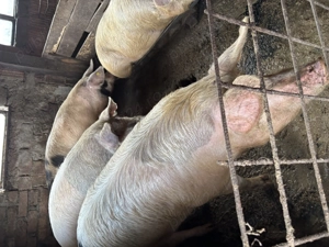 Porci pentru sacrificat - imagine 2