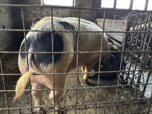 Porci pentru sacrificat - imagine 3