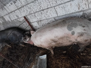 Porc de vanzare - imagine 4