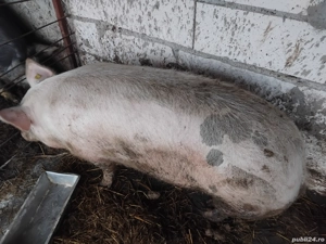 Porc de vanzare - imagine 5