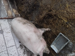 Porc de vanzare - imagine 3