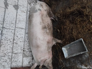 Porc de vanzare - imagine 2