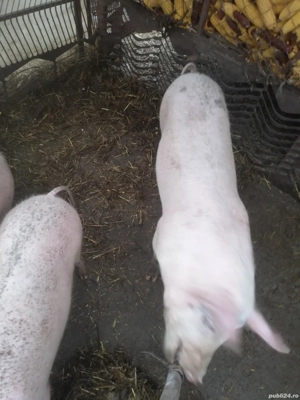 Vând soldani  - imagine 2