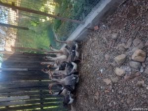 vand gaste - imagine 3