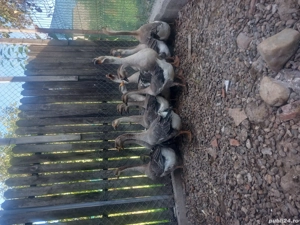 vand gaste - imagine 4