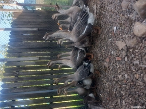 vand gaste - imagine 2