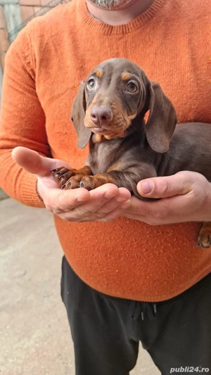 Teckel pitic baiat - imagine 3