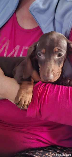 Teckel pitic baiat - imagine 2