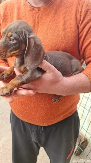 Teckel pitic baiat - imagine 5