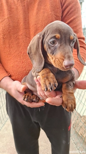 Teckel pitic baiat - imagine 4