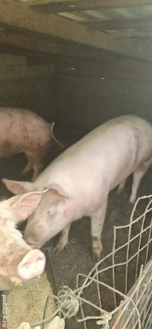 vând porci de carme marele alb cu pietran  - imagine 2