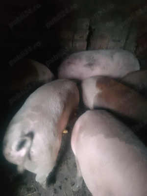 Porci crescuti in gospodarie 