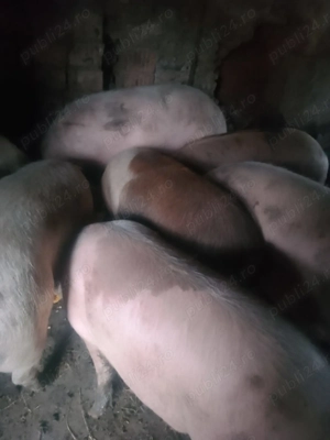 Porci crescuti in gospodarie  - imagine 2