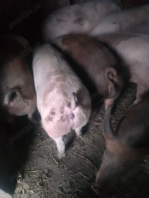 Porci crescuti in gospodarie  - imagine 3