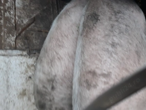 Porci grași de vânzare 