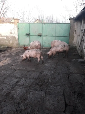 Porci grași de vânzare  - imagine 2