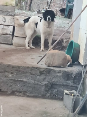 ciobanesc de bucovina