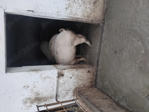 Vând porci  - imagine 2