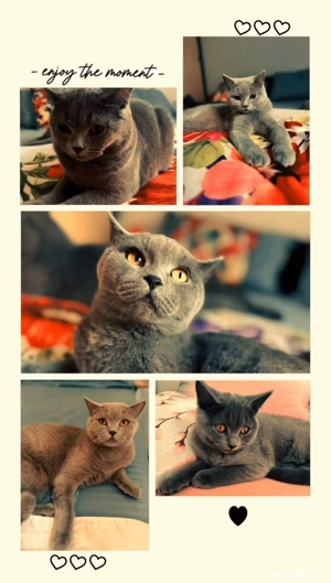 cautam si noi o casuta iubitoare si primitoare 